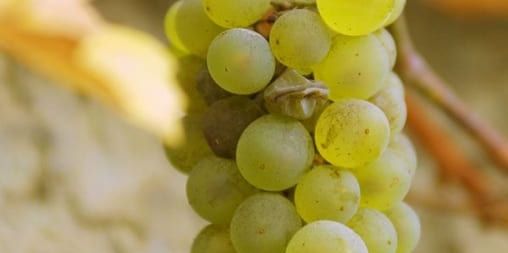 Foto von grünen Weintrauben