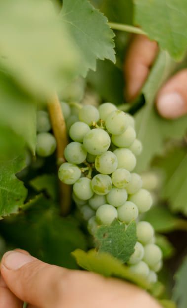 Eine Person die Weintrauben prüft